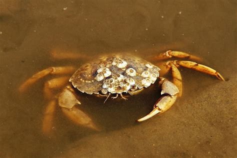 Gemeine Strandkrabbe Carcinus Maenas Picture Fish