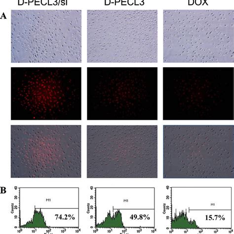 A Fluorescence Microscopy Images 10 Of MCF 7 ADR Cells Incubated