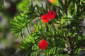 Tejo (Taxus baccata)