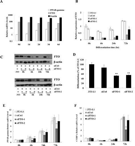 Fto Knockdown Inhibits Differentiation Of T L Preadipocyte A The