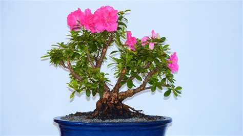 Amazing Bonsai Tree With Pink Flowers of all time Learn more here ...