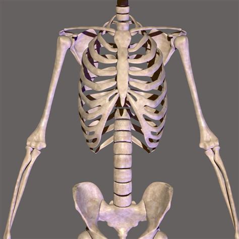 Label And Assemble The Skeletal System Game Character Concepts Blog