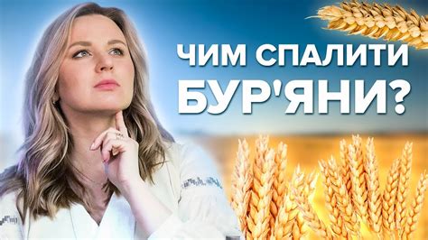 ЧИМ ПРИБРАТИ БУРʼЯНИ В ПШЕНИЦІ? - YouTube