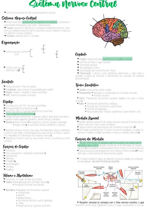 Sistema Nervoso Central Fisiologia Humana Resumo Questões