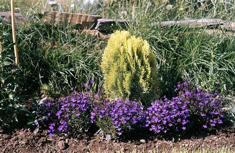 Chamaecyparis lawsoniana. - Stock Image - B804/2600 - Science Photo Library