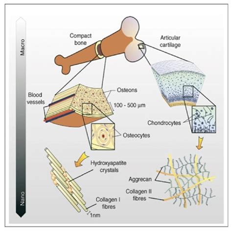 Figure 1 from Nanometre scale hydroxyapatite ceramics for bone tissue ...