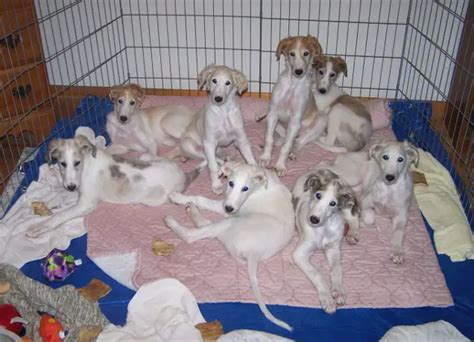 Borzoi German Shepherd Mix - A High Energy Breed | National Borzoi Club