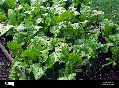 Spinach Spinacia Oleracea Hi Res Stock Photography And Images Alamy