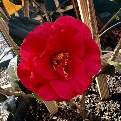 Camellia Japonica Greensboro Red Piedmont Carolina Nursery