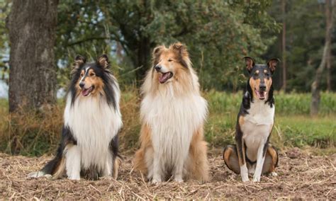 Rough Collie vs Smooth Collie: What’s the Difference? - A-Z Animals