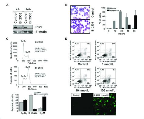 BI 2536 Regulates Plk1 Expression And Induces Cell Cycle Arrest And