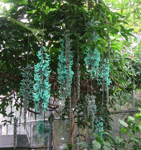 Some Green Plants Hanging From The Side Of A Fence