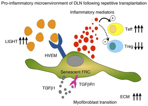 Schematic Presentation Of A Senescent Frc In The Proinflammatory