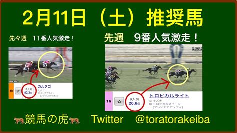 競馬の虎【2月11日（土） 競馬予想】【平場予想】【推奨馬】【勝負レース】【穴馬】 競馬動画まとめ