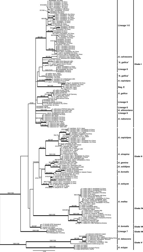 Phylogenetic Relationships Between Samples Of Armillaria Inferred From Download Scientific