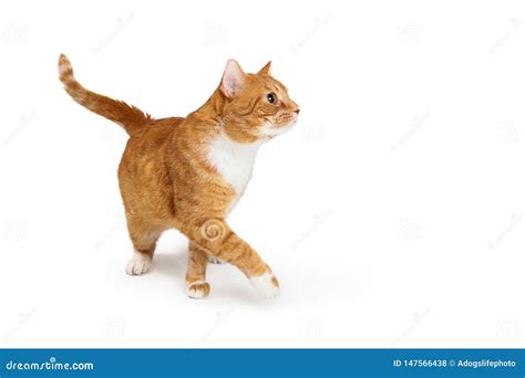 Orange Tabby Cat Walking To Side Paw Extended Stock Photo Image Of