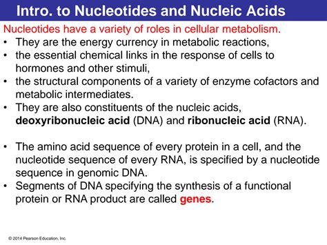 Solution Lecture 4 Nucleic Acids Studypool