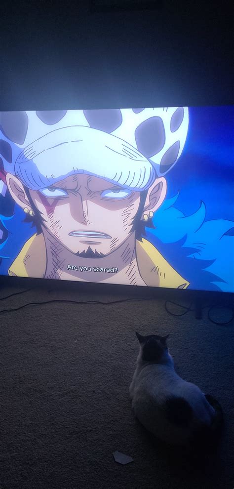 My cat is watching One Piece with me and I'm so proud. : r/OnePiece