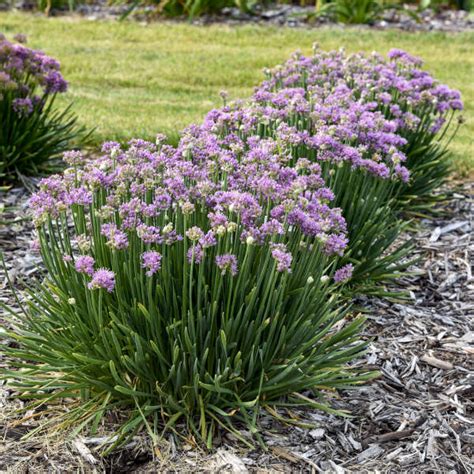 Allium Pincushion PP36143 Walters Gardens Inc