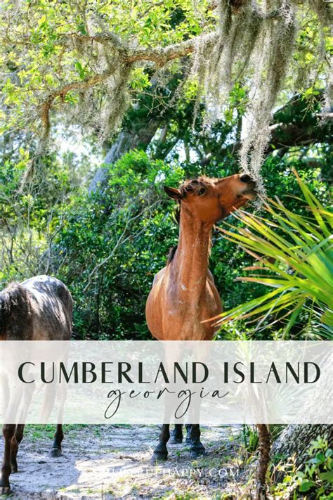 Cumberland Island National Seashore, A Coastal Paradise