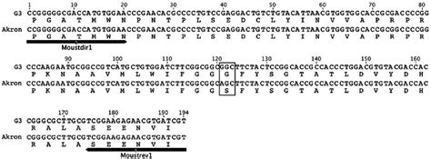 Nucleotide And Deduced Amino Acid Sequences Of The Ace Amplicons Of