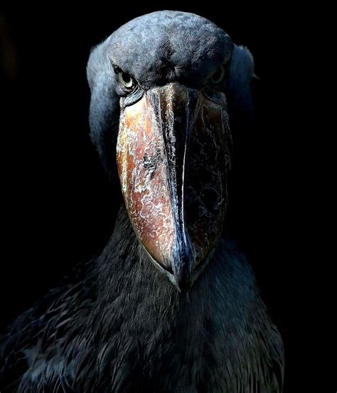 Shoebill Stork: Discover the Secrets in Stunning Photos