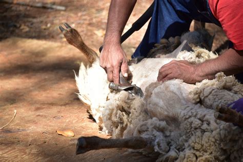 Sheep Shearing Free Stock Photo Public Domain Pictures