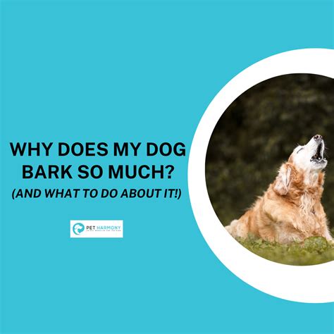 Why Does My Dog Bark So Much And What To Do About It Pet Harmony