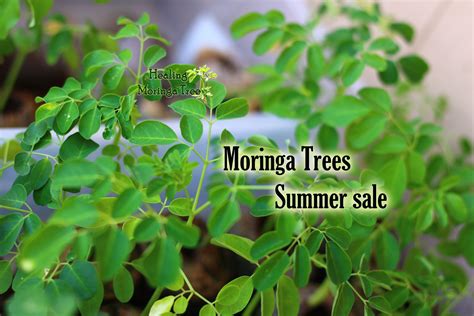 moringa tree for sale 8