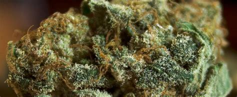 Big Bud Strain Review - I Love Growing Marijuana