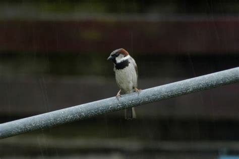 Grandad's photos: Birds in the Rain