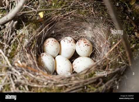 Nest of the European Greenfinch (Carduelis chloris Stock Photo - Alamy