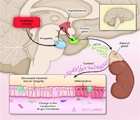 Mechanisms Of Stress In A Stressful Event The Amygdala Sends A Signal