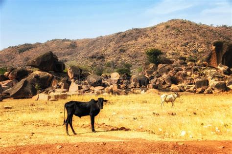 Landscape In Remote Area Of Wa Ghana Stock Photo Image Of Scenery