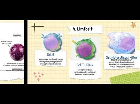 Sel Darah Putih Leukosit Penjelasan Sel Leukosit Jenis Jenis