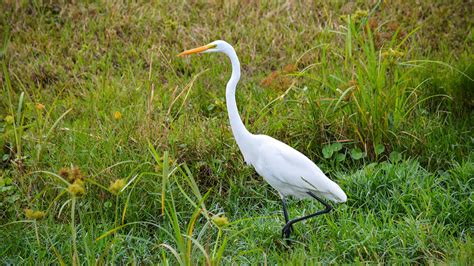 Great Egret Florida Hikes