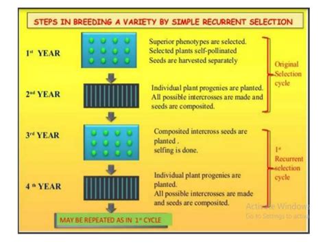 Recurrent Selection Ppt