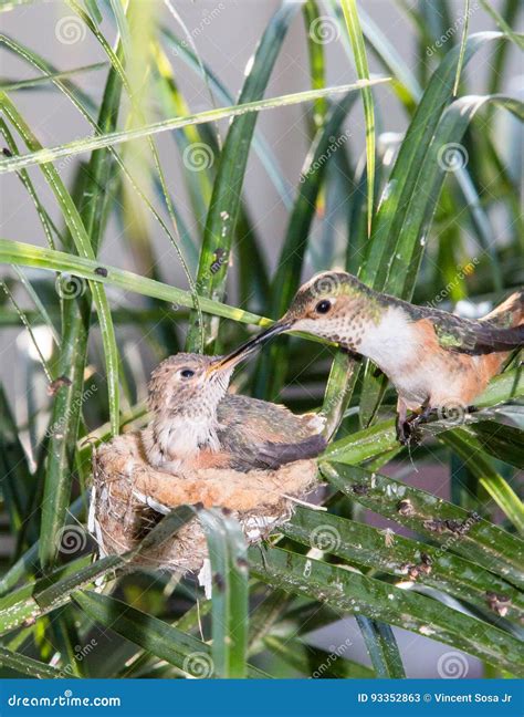 Mommy Feeding Her Baby Hummingbird Stock Image - Image of check, nest ...