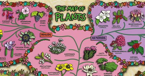 Insightful “Map of Plants” Visualizes the Diversity of Flora