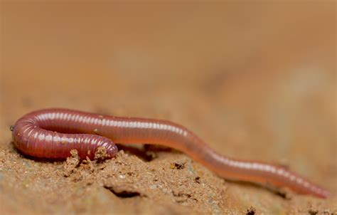 Higher local earthworm diversity in temperate regions than in the tropics