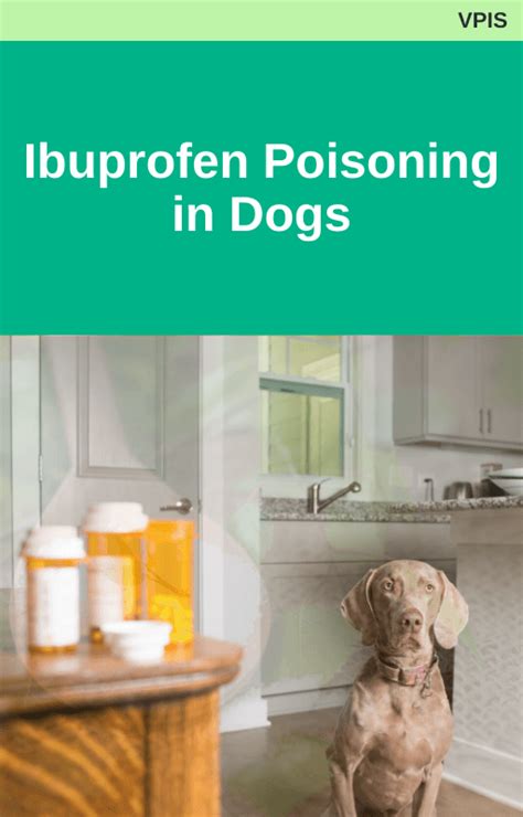 Ibuprofen Poisoning in Dogs – Vetacademy