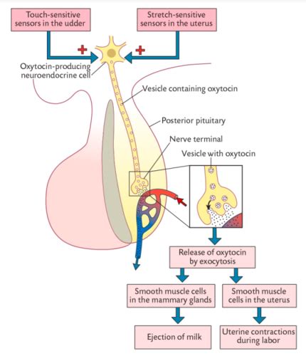 Hypothalamic Pituitary Axis Part Charlotte Flashcards Quizlet