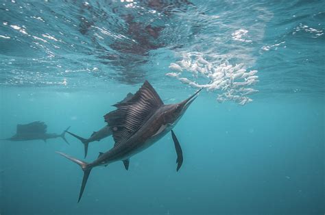 Sailfish Hunting Sardine Baitballs Close To Surface Digital Art By