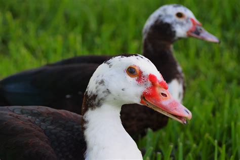 muscovy ducks  muscovy ducklings  complete guide