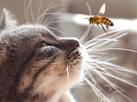 7 Steps To Take When Your Cat Is Stung By A Bee Or Wasp Michael Broad