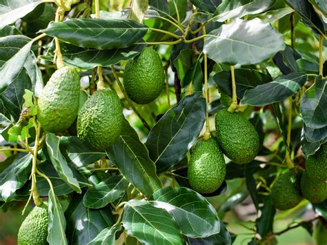 Growing Avocado Plants Hot Sex Picture