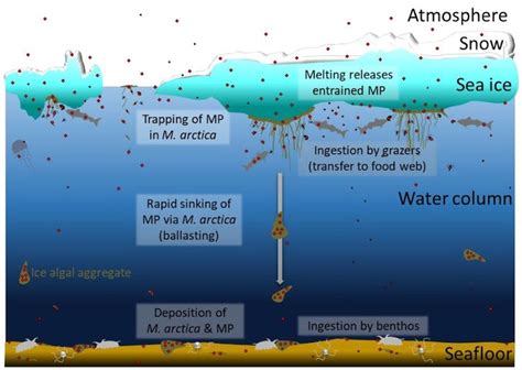 Microplastics Weve Found Startling Quantities In The Ice Algae That