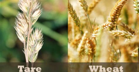 Parable Of Wheat Tares