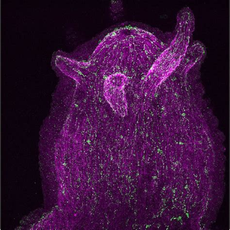 The nervous system of Hydra is a diffuse nerve net. Here, a population ...