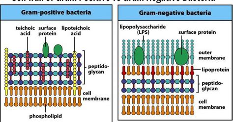 10 Differences between Cell wall of Gram positive and Gram negative ...